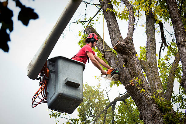 Best Tree Removal Services  in Key Center, WA